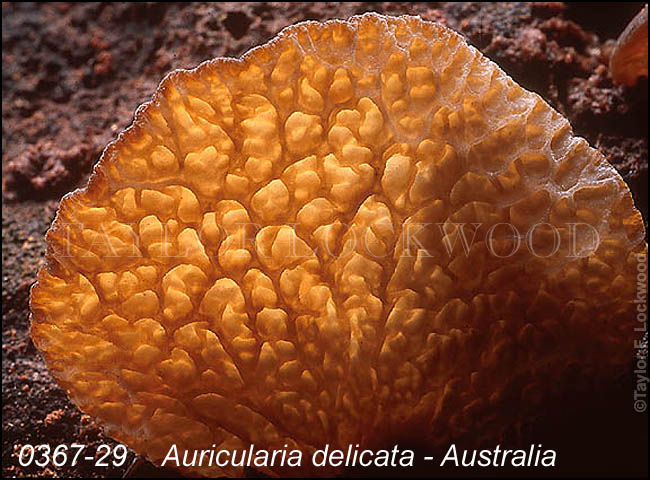 Auricularia delicata - Australia