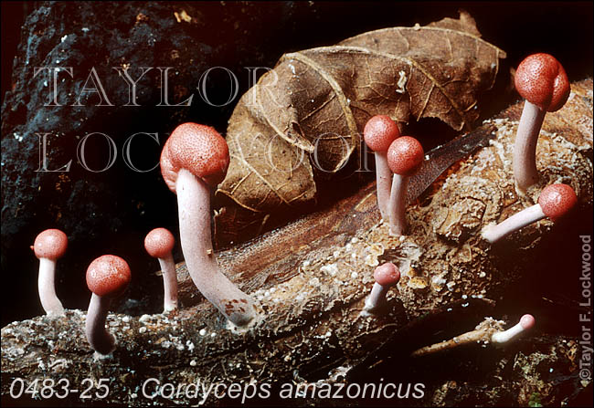 Cordyceps amazonicus