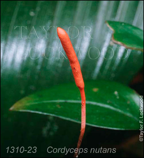 Cordyceps nutans
