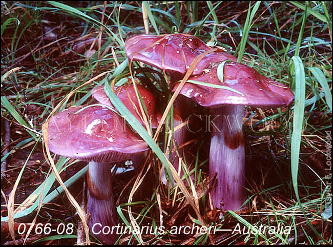 Cortinarius archeri - Australia
