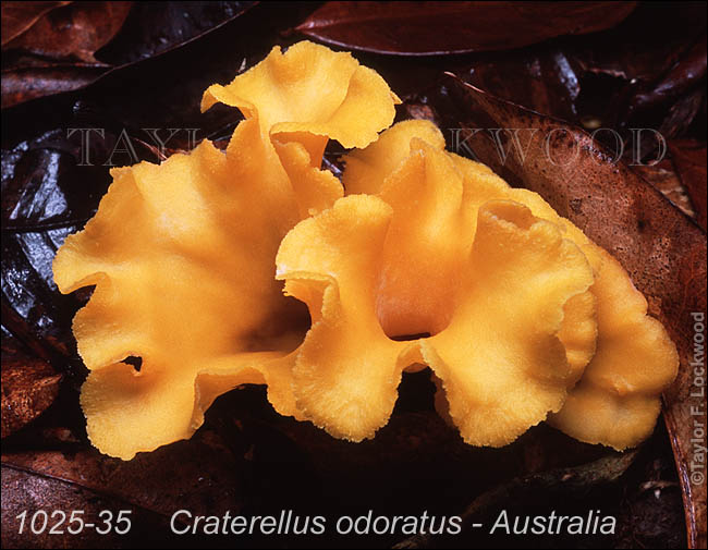 Craterellus odoratus - Australia