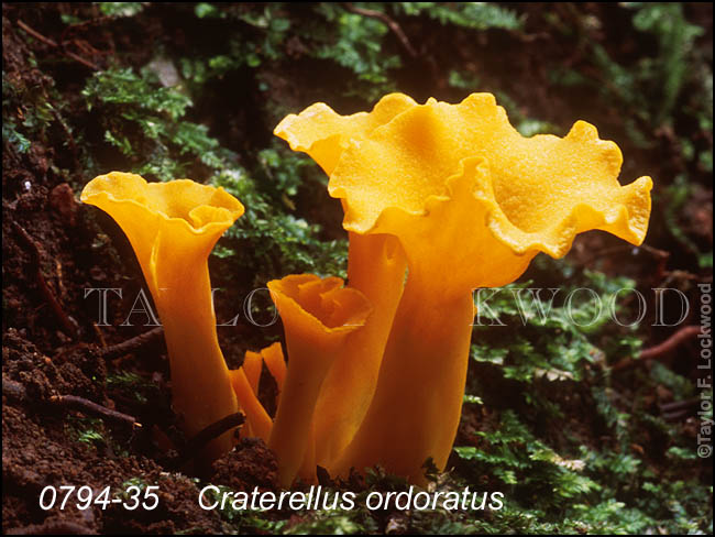 Craterellus ordoratus