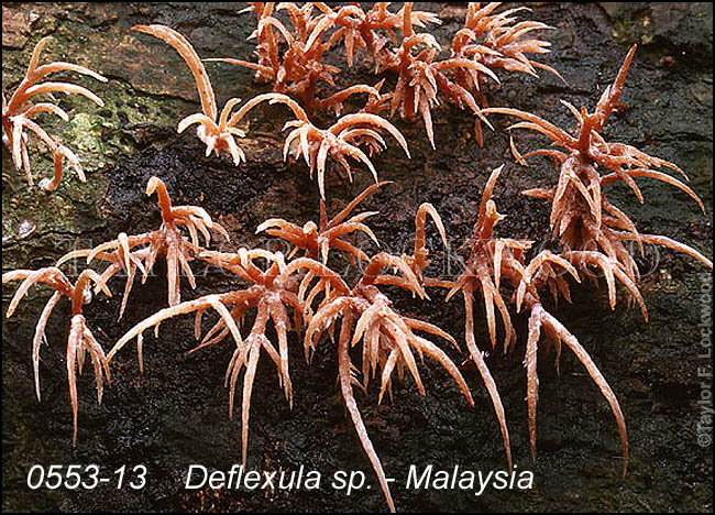 Deflexula sp. - Malaysia
