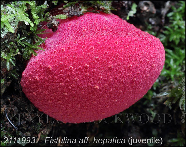 Fistulina aff. hepatica