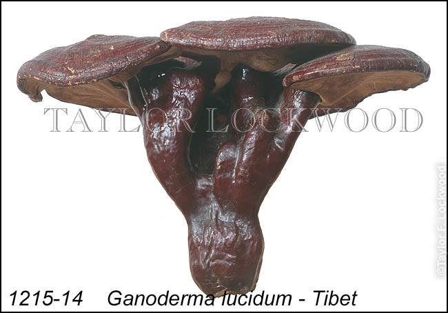 Ganoderma lucidum - Tibet