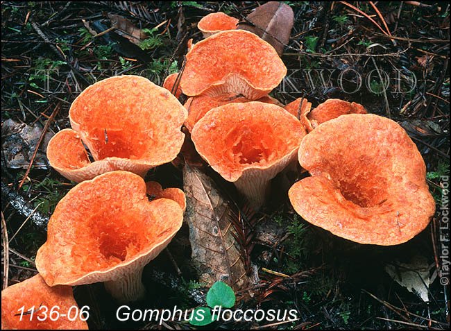 Gomphus floccosus