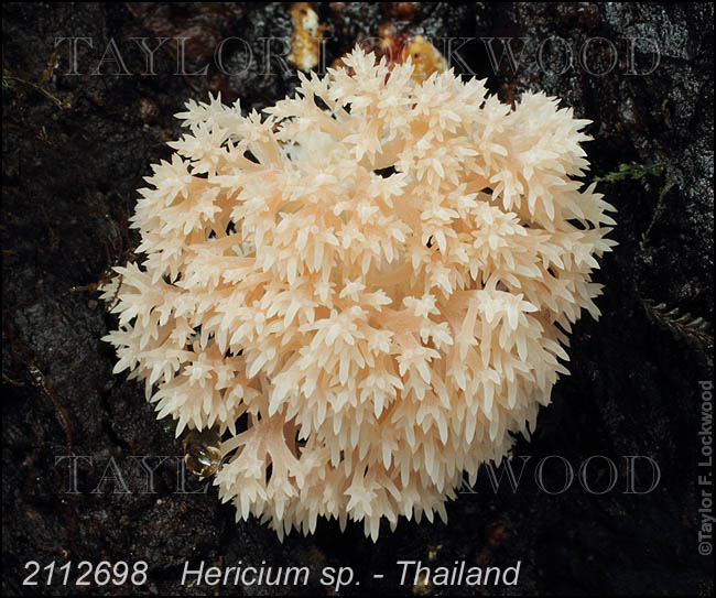 Hericium sp. - Thailand