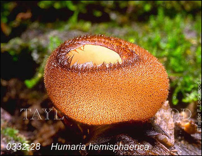 Humaria hemisphaerica