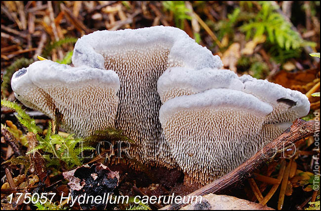 Hydnellum caeruleum