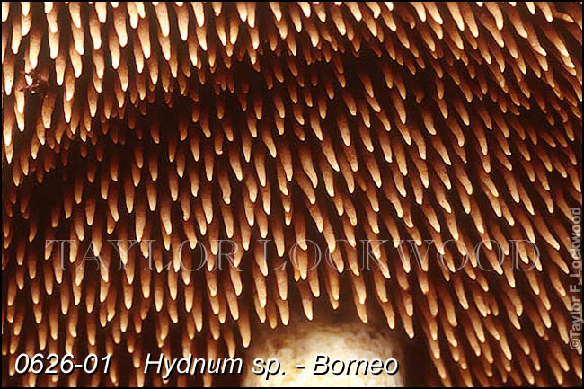 Hydnum sp. - Borneo