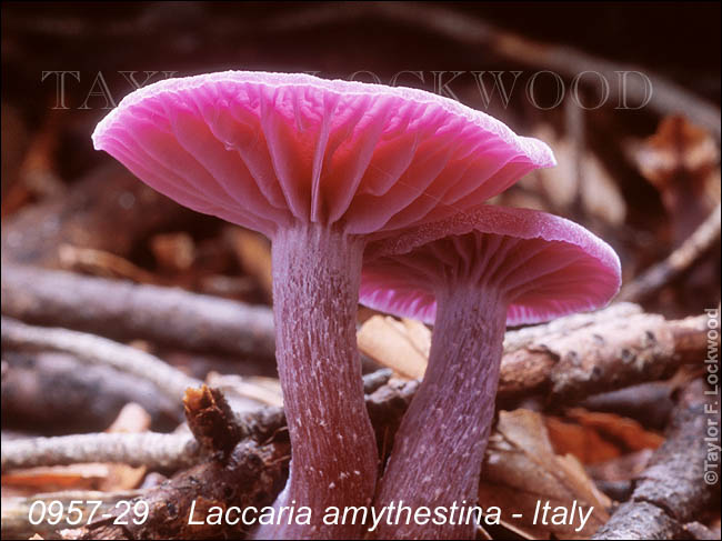 Laccaria amythestina - Italy