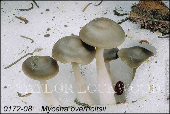 Mycena overholtsii
