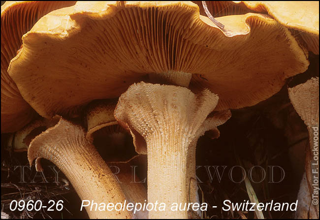 Phaeolepiota aurea - Switzerland