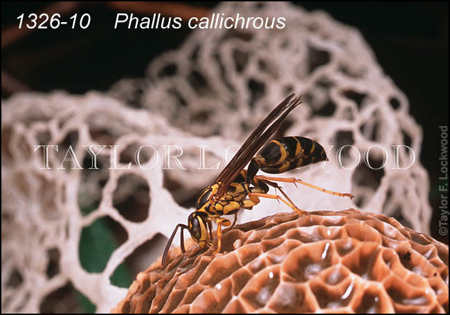 Phallus callichrous