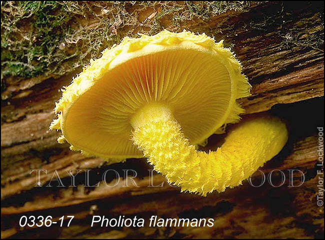 Pholiota flammans