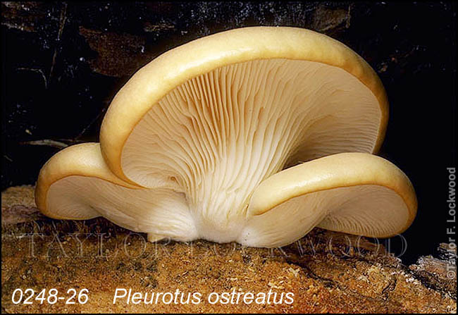 Pleurotus ostreatus