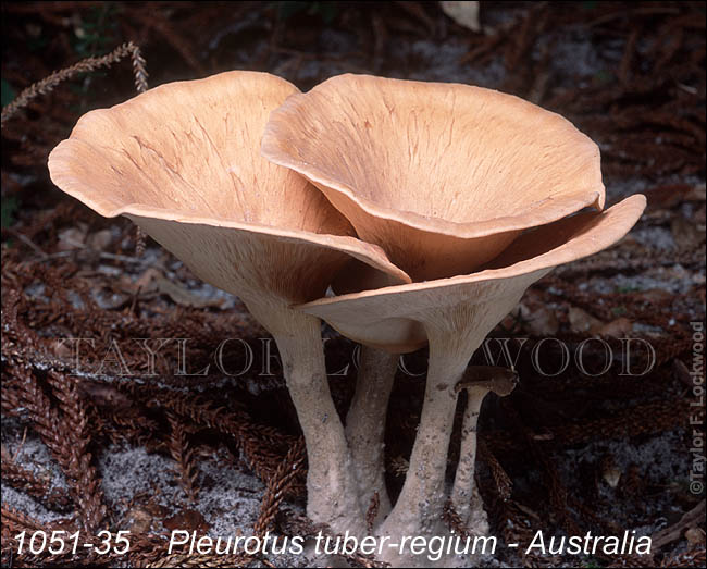 Pleurotus tuber-regium - Australia