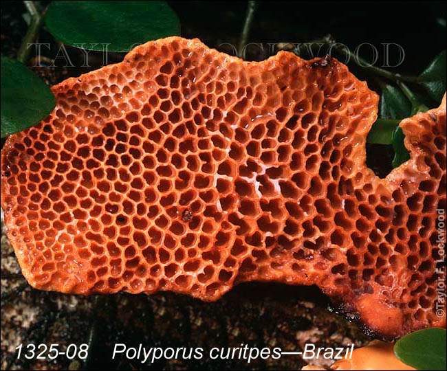 Polyporus curitpes - Brazil