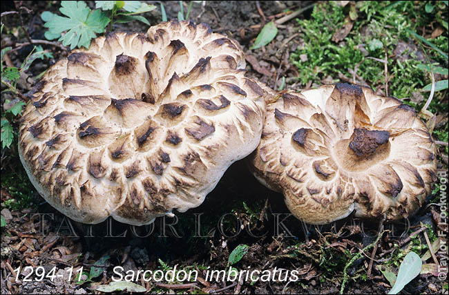 Sarcodon imbricatus