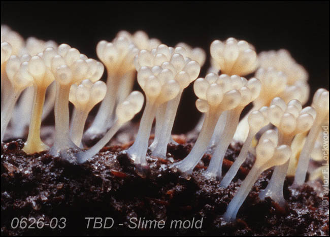 TBD - Slime mold