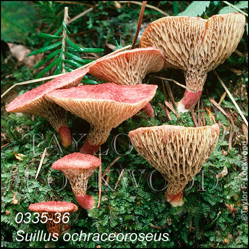 Suillus ochraceoroseus