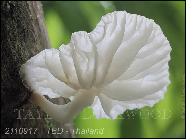 TBD - Thailand