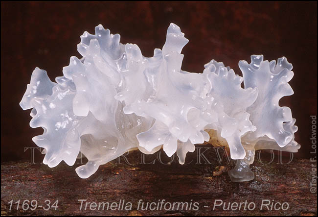 Tremella fuciformis - Puerto Rico