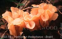 Hydnodon_thelephorus