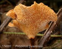 Polyporus_guianensis-b