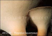 Polyporus_squamosus-c