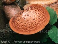 Polyporus_squamosus-d