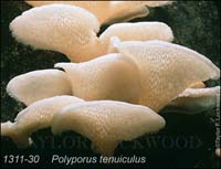 Polyporus_tenuiculus-b