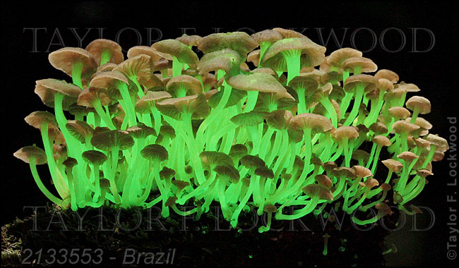 Mycena lucentipes - Brazil