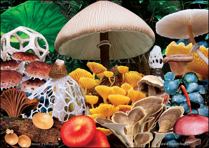 brazil mushrooms