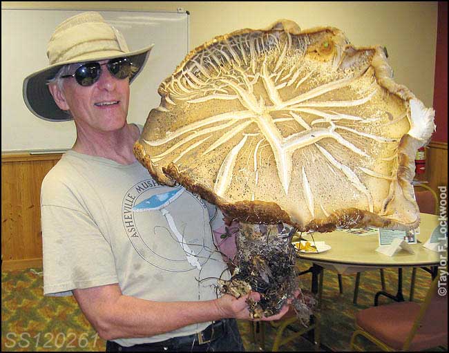 big mushroom too