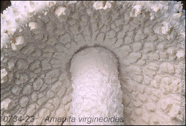 Amanita virgineoides