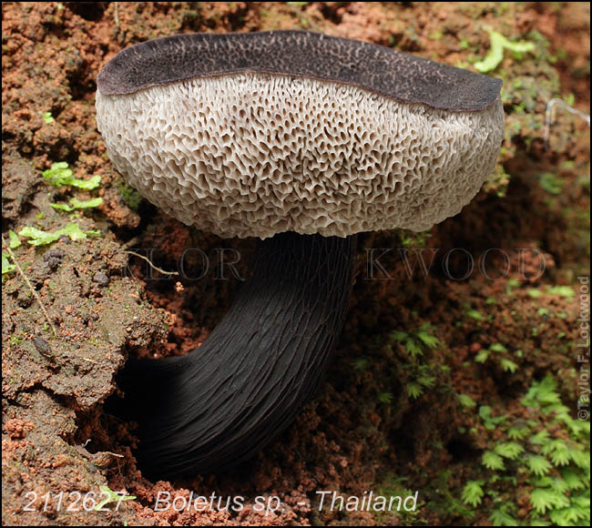 Boletus sp. - Thailand