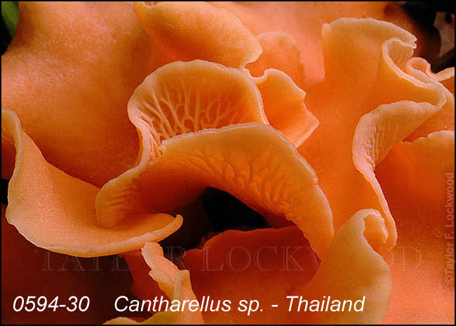 Cantharellus sp. - Thailand