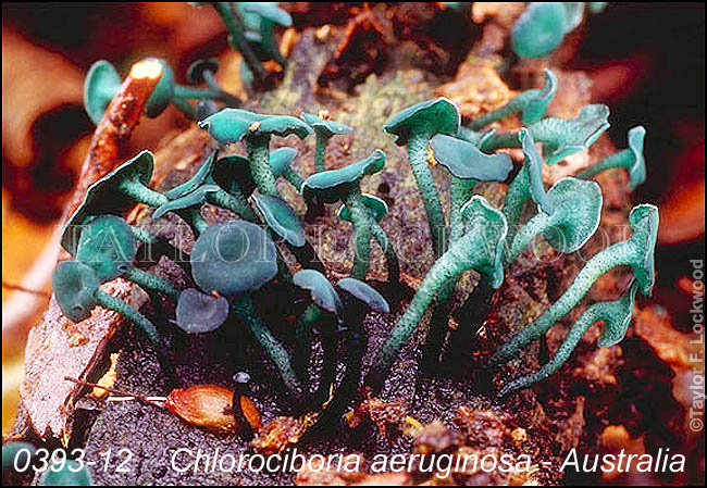 Chlorociboria aeruginosa - Australia