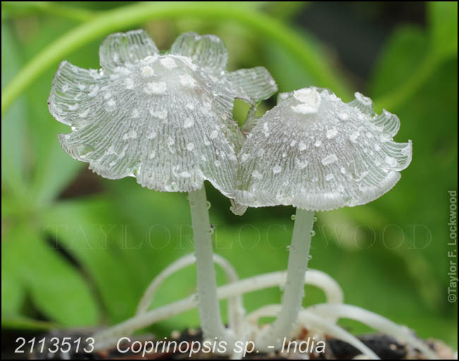 Coprinopsis sp. - India