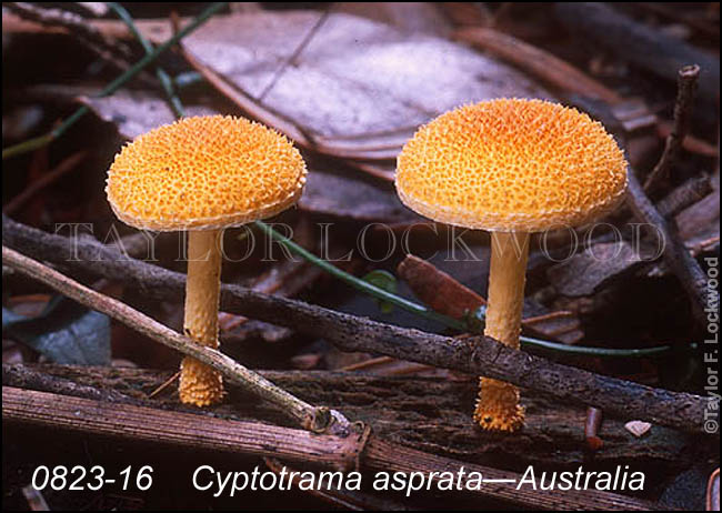 Cyptotrama asprata - Australia