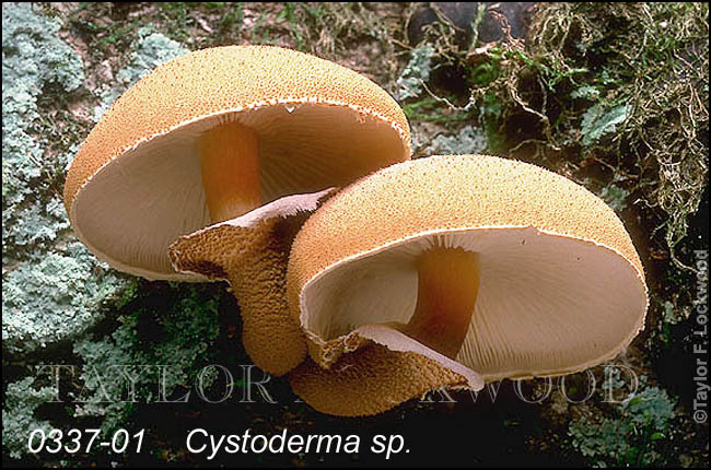 Cystoderma sp.