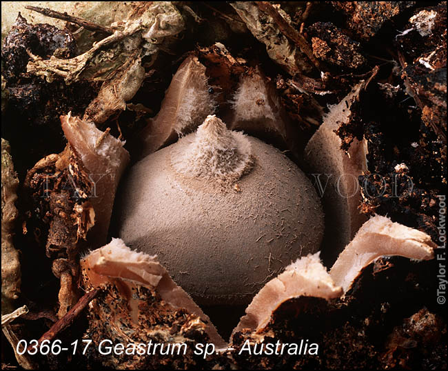 Geastrum sp. - Australia