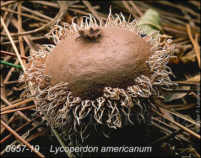 Lycoperdon americanum