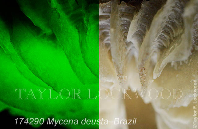 Mycena deusta - Brazil