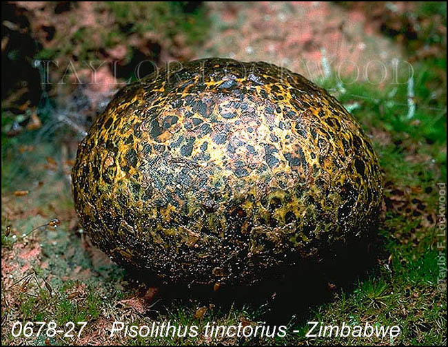 Pisolithus tinctorius - Zimbabwe