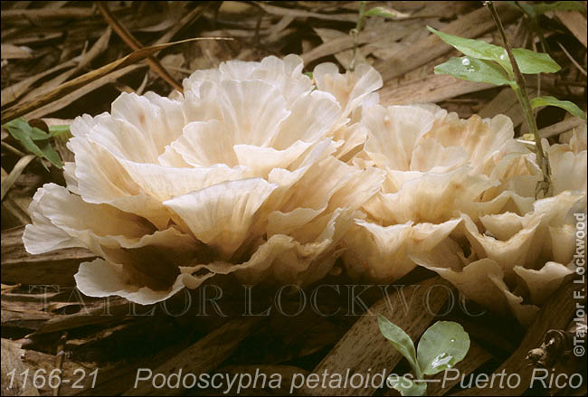 Podoscypha petaloides - Puerto Rico