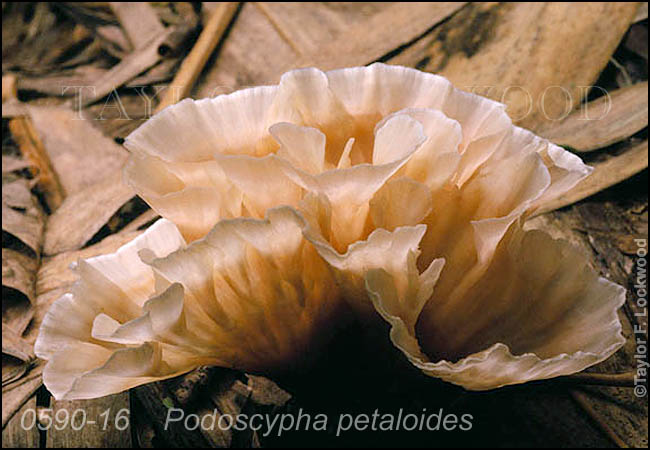 Podoscypha petaloides