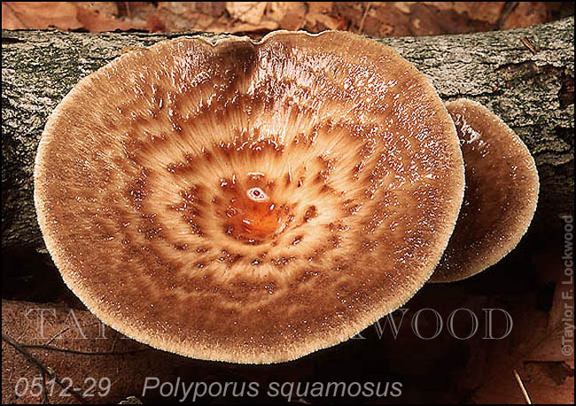 Polyporus squamosus
