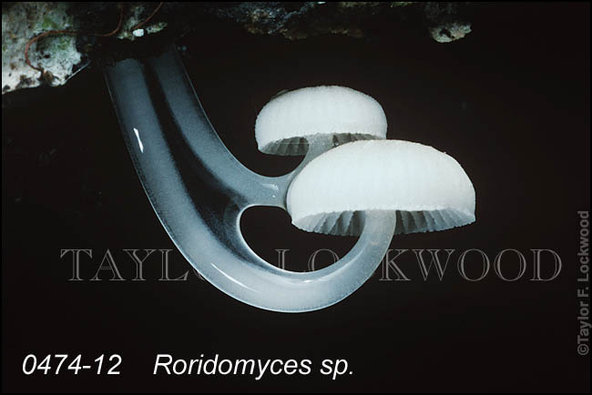Roridomyces sp.